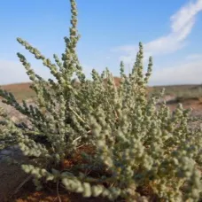 (Salsola villosa) بذور الروثة الرعوية