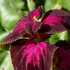 (Coleus Blume) بذور زهرة السجاد