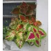 (Coleus Blume) بذور زهرة السجاد