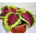 (Coleus Blume) بذور زهرة السجاد