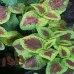 (Coleus Blume) بذور زهرة السجاد