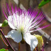 ( Capparis spinosa ) بذور شجيرة الشفلح العاسلة