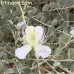 ( Capparis spinosa ) بذور شجيرة الشفلح العاسلة