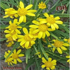 بذور الصوم- حنقلان عربي ( Euryops arabicus )