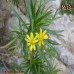 بذور الصوم- حنقلان عربي ( Euryops arabicus )