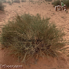 بذور العلندى الصفراء-العدام الأصفر (Ephedra transitoria)