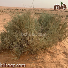 بذور العلندى-العلندة ( Ephedra alata )