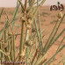 بذور العلندى-العلندة ( Ephedra alata )