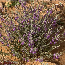 بذور العهينة-العيهل (Teucrium oliverianum)