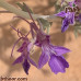 بذور العهينة-العيهل (Teucrium oliverianum)