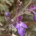 بذور العهينة-العيهل (Teucrium oliverianum)