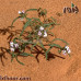 بذور الغريراء ( Ermobium lineare )