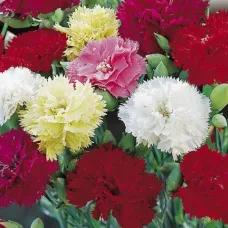 ( Dianthus caryophyllus ) ‫بذور زهرة القرنفل‬