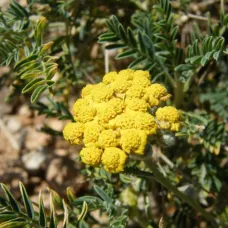 (Achillea fragrantissima) بذور عشبة القيصوم