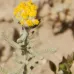 (Achillea fragrantissima) بذور عشبة القيصوم