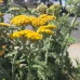 (Achillea fragrantissima) بذور عشبة القيصوم