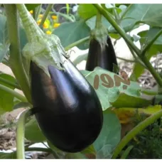 بذور الباذنجان (Solanum melongena)