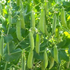 بذور البازلاء ( Pisum sativum )