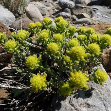 (Teucrium polium) بذور الجعد