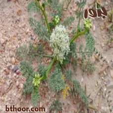 بذور البسباس البري ( anisosciadium lanatum )