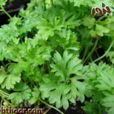 بذور البقدونس - جملة (1 Petroselinum crispum )