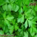 بذور البقدونس - جملة (1 Petroselinum crispum )