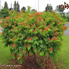 بذور البوهينيا الحمراء - شجيرة الأوركيد الحمراء (Bauhinia galpinii)