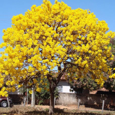 (Tabebuia aurea) بذور شجرة التابوبيا الذهبية