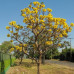 (Tabebuia aurea) بذور شجرة التابوبيا الذهبية