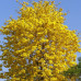 (Tabebuia aurea) بذور شجرة التابوبيا الذهبية