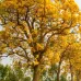 (Tabebuia aurea) بذور شجرة التابوبيا الذهبية