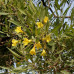 (Tabebuia aurea) بذور شجرة التابوبيا الذهبية