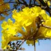 (Tabebuia aurea) بذور شجرة التابوبيا الذهبية