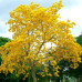 (Tabebuia aurea) بذور شجرة التابوبيا الذهبية