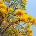 (Tabebuia aurea) بذور شجرة التابوبيا الذهبية