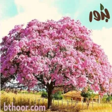 بذور التابوبيا الوردية-شجرة البوق الوردي(Tabebuia Rosea pink)