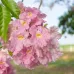 بذور التابوبيا الوردية-شجرة البوق الوردي(Tabebuia Rosea pink)