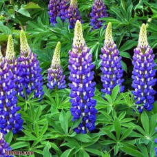 بذور الترمس ( Lupinus )