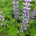 بذور الترمس ( Lupinus )