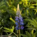 بذور الترمس ( Lupinus )