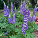 بذور الترمس ( Lupinus )