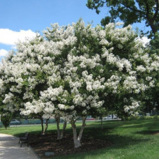 ( Lagerstroemia indica white ) بذور شجرة تمر حنا - لاجستروميا أبيض