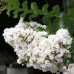 ( Lagerstroemia indica white ) بذور شجرة تمر حنا - لاجستروميا أبيض