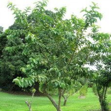 بذور الجوافة الحمراء ( Psidium guajava )