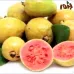 بذور الجوافة الحمراء ( Psidium guajava )