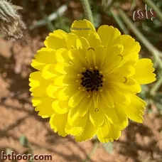 بذور الحوذان (Ranunculus)