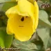 بذور الخبازي الساحلي - Hibiscus Tiliaceus