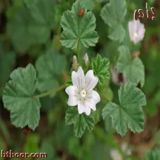 بذور الخبيز (الخباز) Malva parviflora