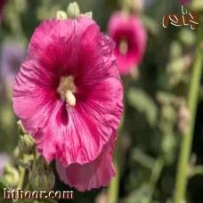 بذور الختمية البنفسجية-خطمية( Althaea purple)