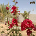 بذور الختمية الحمراء ( Ruellia simplex red ) 